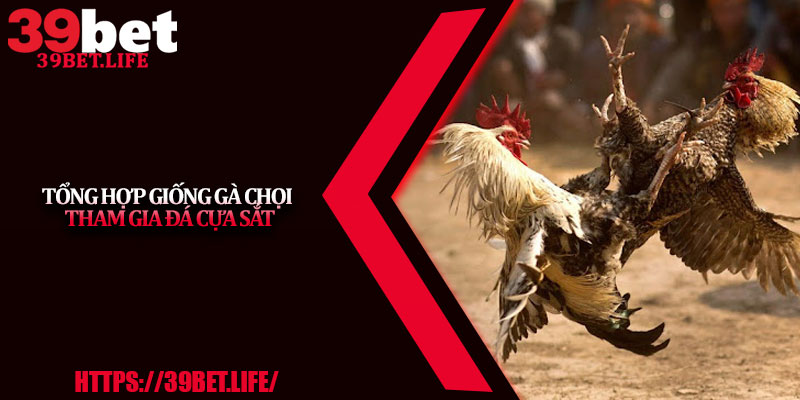 Tổng Hợp Giống Gà Chọi Tham Gia Đá Cựa Sắt